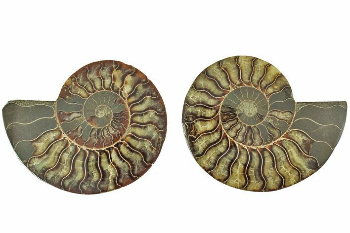 Cut & Polished, Agatized Ammonite Fossil - Madagascar #212862